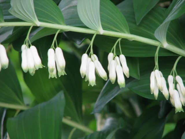 POLYGONATUM MULTIFLORUM RHIZOME EXTRACT 대표 사진