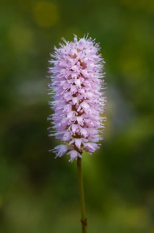 POLYGONUM BISTORTA RHIZOME EXTRACT 대표 사진