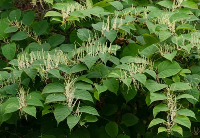 POLYGONUM CUSPIDATUM ROOT EXTRACELLULAR VESICLES 대표 사진