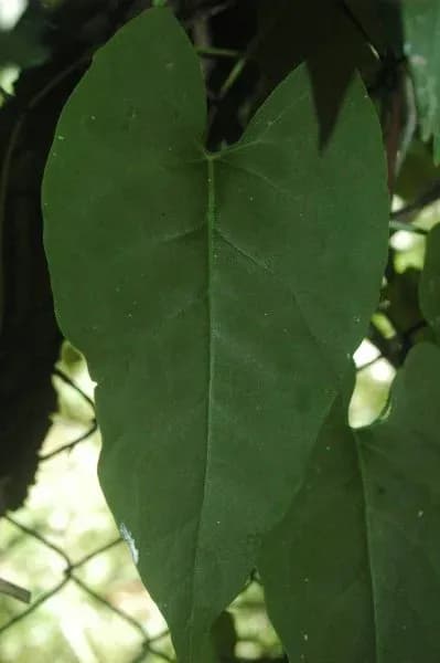 하수오캘러스추출물 대표 사진