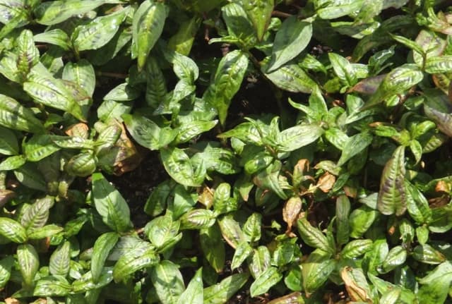 POLYGONUM ODORATUM OIL 대표 사진