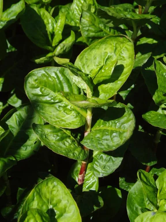 POLYGONUM TINCTORIUM FLOWER EXTRACT 대표 사진