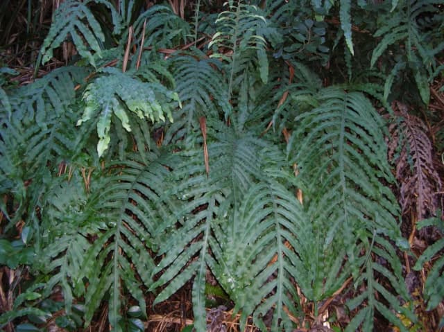 POLYPODIUM LEUCOTOMOS ROOT EXTRACT 대표 사진