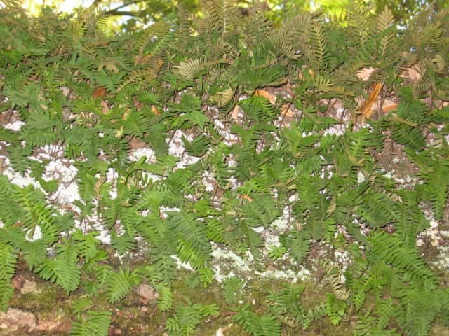 POLYPODIUM POLYPODIOIDES EXTRACT 대표 사진