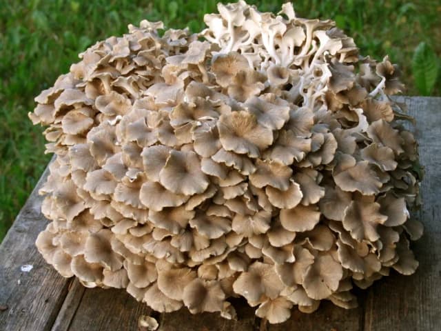 POLYPORUS UMBELLATUS FERMENT EXTRACT 대표 사진