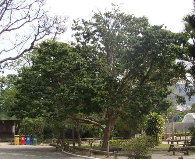 CAESALPINIA ECHINATA WOOD EXTRACT Photo