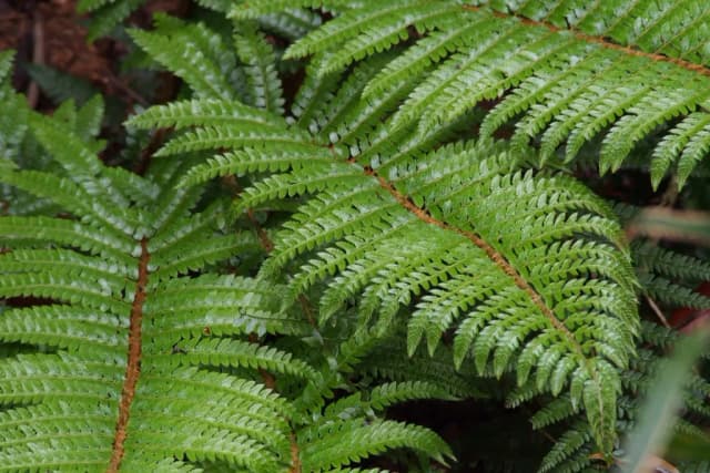 POLYSTICHUM POLYBLEPHARUM EXTRACT 대표 사진