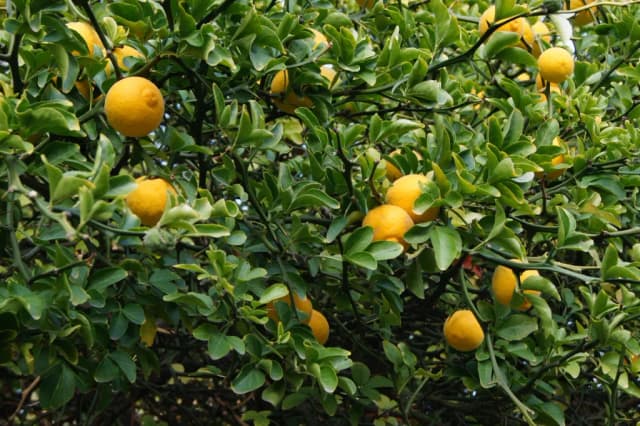 PONCIRUS TRIFOLIATA FRUIT JUICE VESICLES 대표 사진