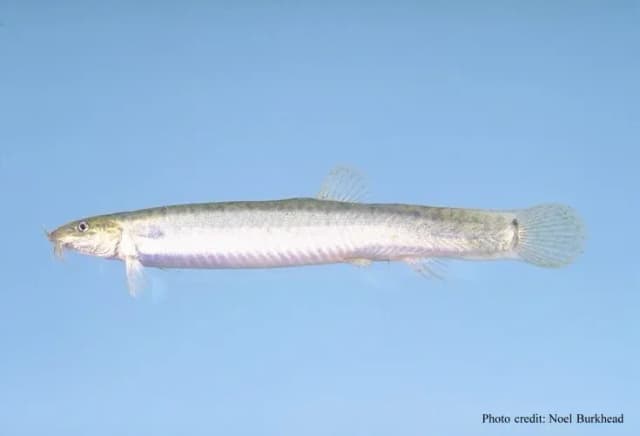 POND LOACH EXTRACT 대표 사진