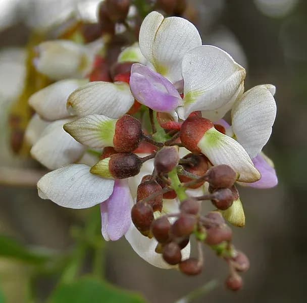 PONGAMIA PINNATA LEAF EXTRACT 대표 사진