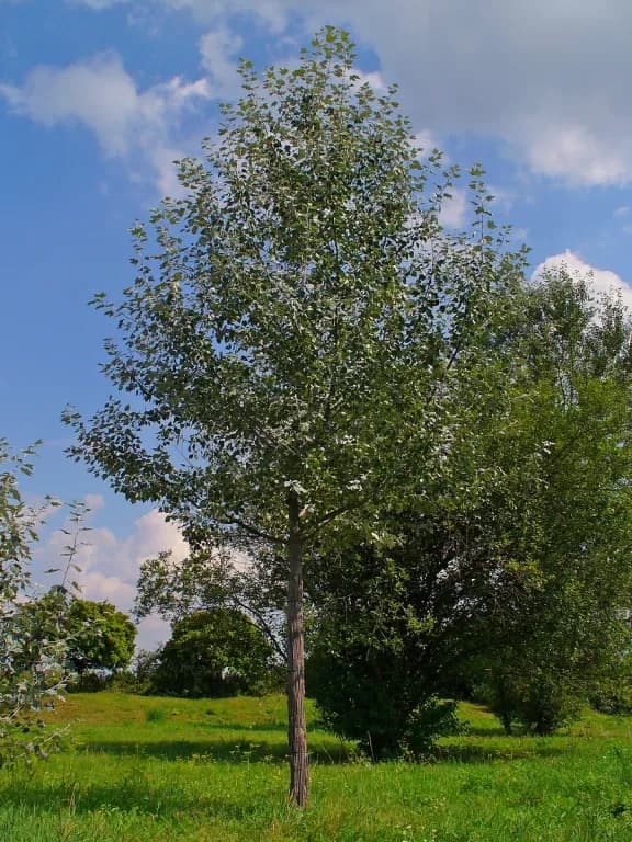 POPULUS ALBA WOOD JUICE 대표 사진