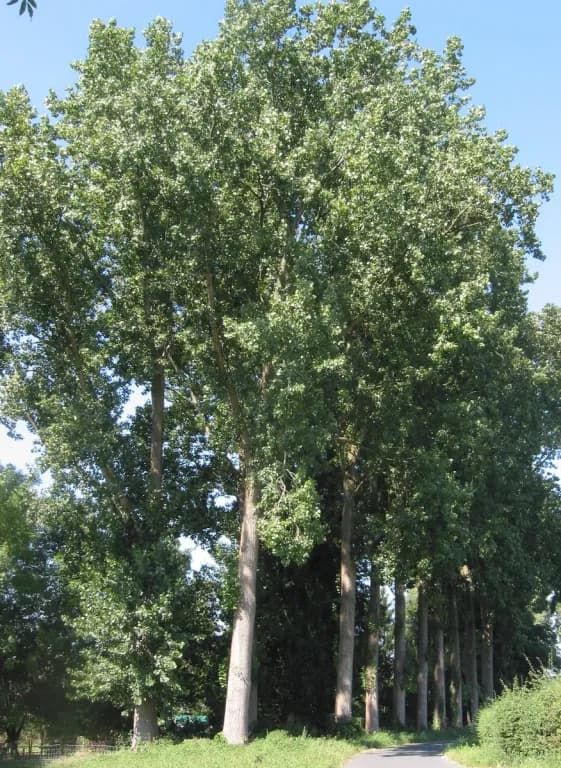 POPULUS CANADENSIS BUD EXTRACT 대표 사진