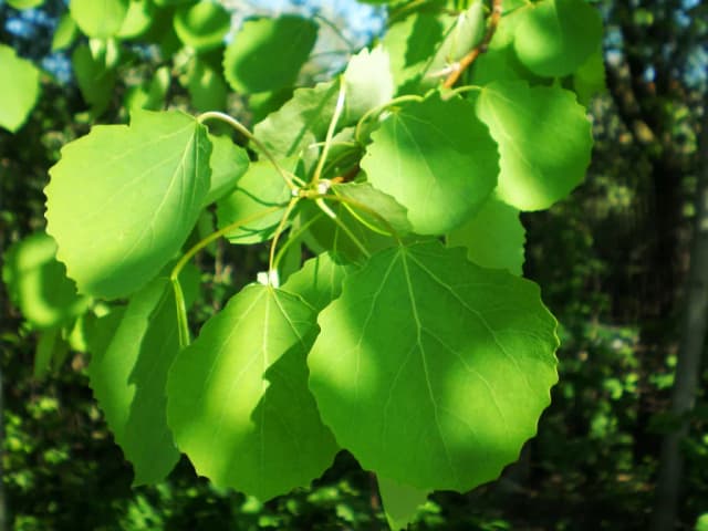 POPULUS TREMULA FLOWER EXTRACT 대표 사진