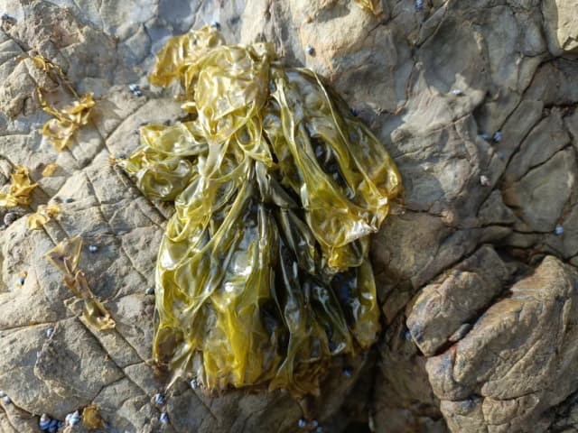 PORPHYRA COLUMBINA EXTRACT 대표 사진
