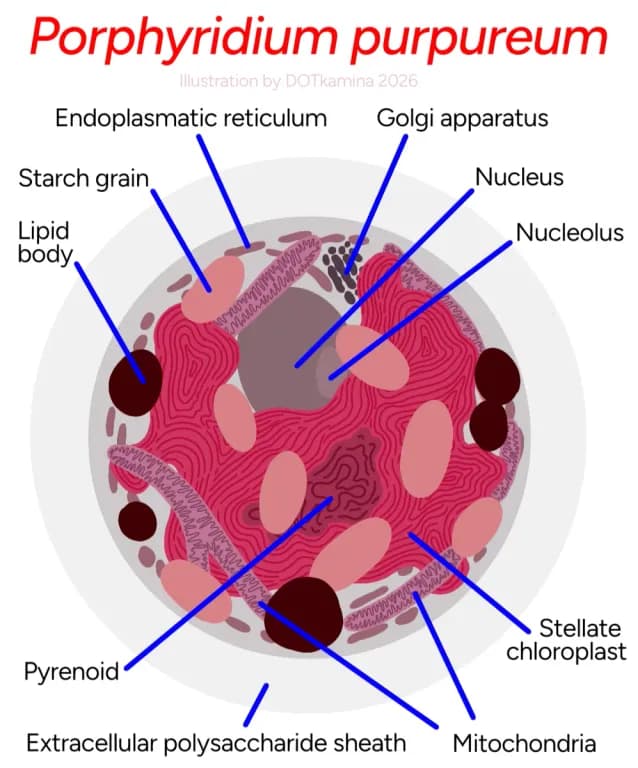 PORPHYRIDIUM PURPUREUM EXTRACT 대표 사진