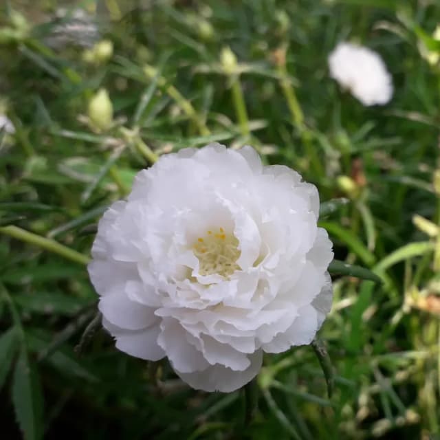 PORTULACA GRANDIFLORA EXTRACT 대표 사진