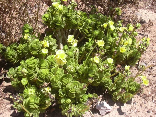 PORTULACA MOLOKINIENSIS CALLUS EXTRACT 대표 사진