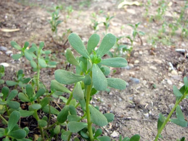 PORTULACA OLERACEA JUICE 대표 사진