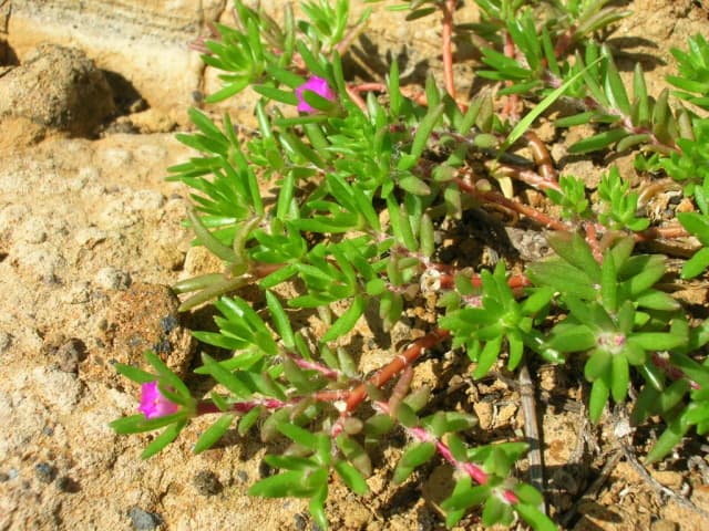 PORTULACA PILOSA EXTRACT 대표 사진