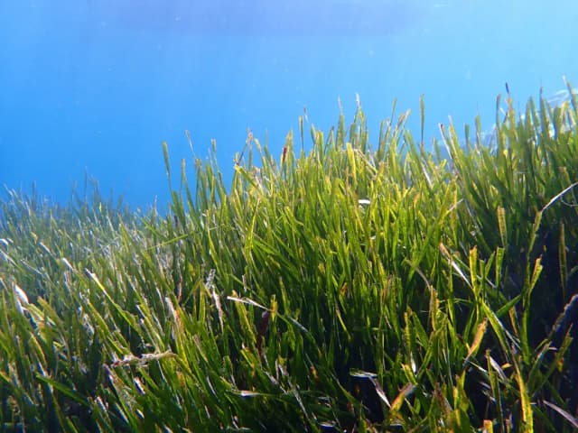 POSIDONIA OCEANICA EXTRACT 대표 사진