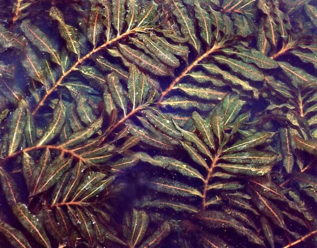 POTAMOGETON CRISPUS EXTRACT 대표 사진