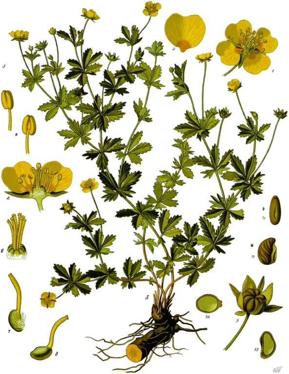 POTENTILLA ERECTA ROOT/(HAMAMELIS VIRGINIANA /ROSMARINUS OFFICINALIS/SALVIA OFFICINALIS) LEAF/THYMUS VULGARIS FLOWER/LEAF/STEM EXTRACT 대표 사진