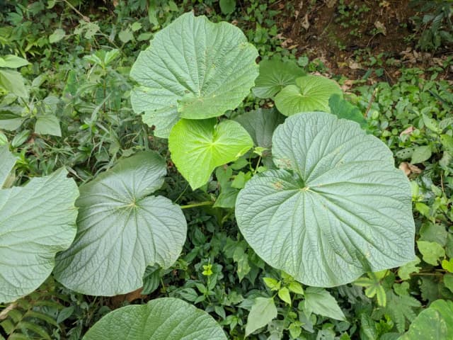 POTHOMORPHE UMBELLATA LEAF EXTRACT 대표 사진