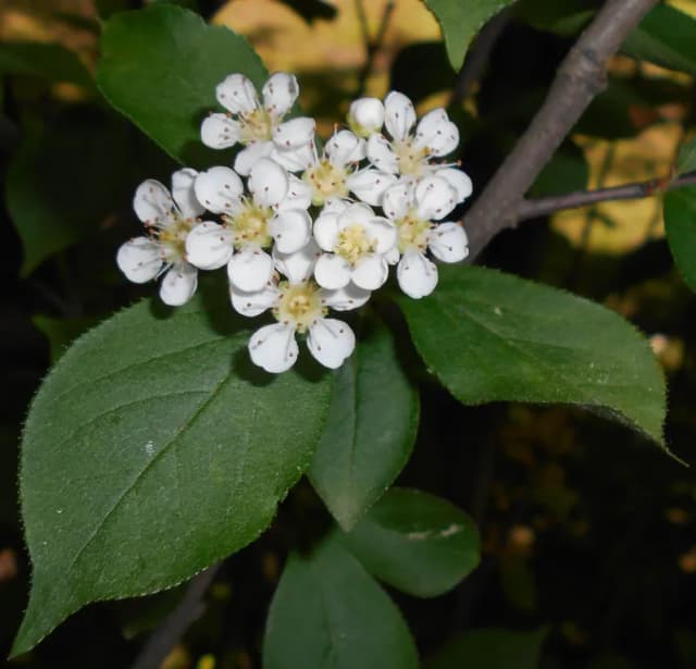 POURTHIAEA VILLOSA LEAF EXTRACT 대표 사진