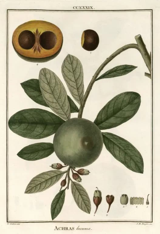 POUTERIA LUCUMA SEED EXTRACT 대표 사진