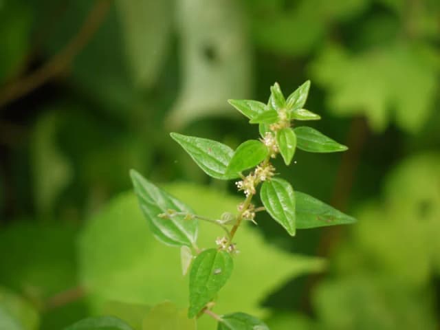 POUZOLZIA ZEYLANICA LEAF/STEM EXTRACT 대표 사진