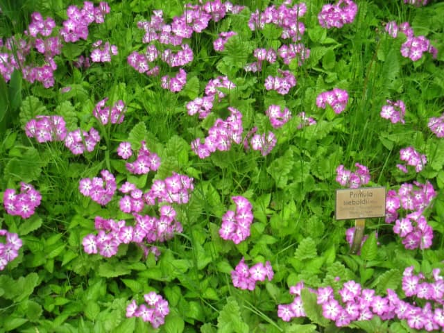PRIMULA SIEBOLDII CALLUS EXTRACT 대표 사진