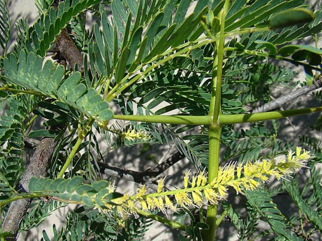 PROSOPIS JULIFLORA LEAF 대표 사진