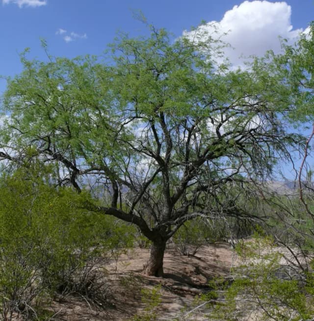 PROSOPIS VELUTINA SEED EXTRACT 대표 사진
