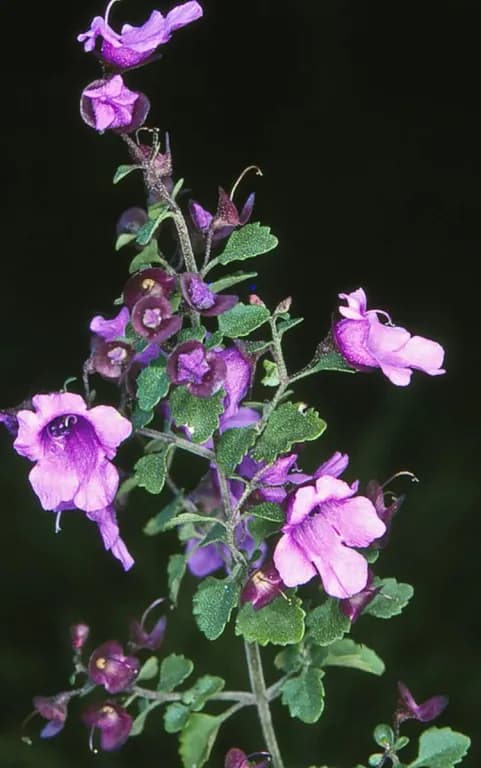 PROSTANTHERA INCISA LEAF EXTRACT 대표 사진
