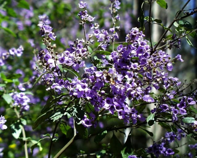 PROSTANTHERA MELISSIFOLIA BRANCH/LEAF OIL 대표 사진