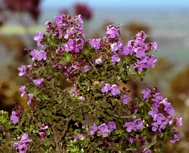 PROSTANTHERA ROTUNDIFOLIA LEAF EXTRACT 대표 사진