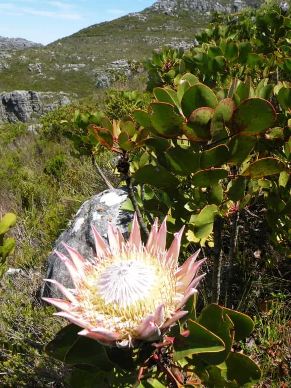 PROTEA CYNAROIDES FLOWER EXTRACT 대표 사진