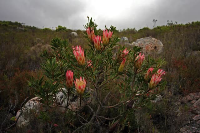 PROTEA REPENS FLOWER NECTAR 대표 사진