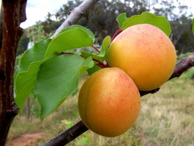 PRUNUS ARMENIACA KERNEL OIL 대표 사진