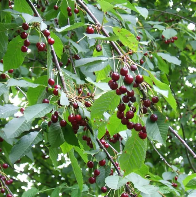 PRUNUS AVIUM FRUIT 대표 사진