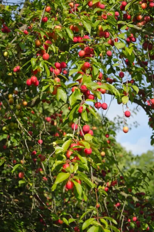 PRUNUS CERASIFERA FLOWER EXTRACT 대표 사진
