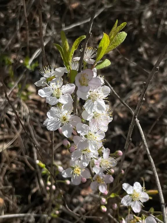 PRUNUS HUMILIS FRUIT EXTRACT 대표 사진