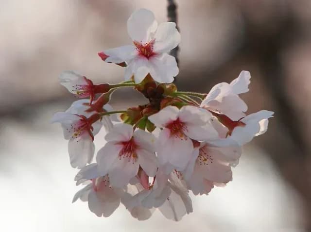 PRUNUS NUDIFLORA FLOWER EXTRACT 대표 사진