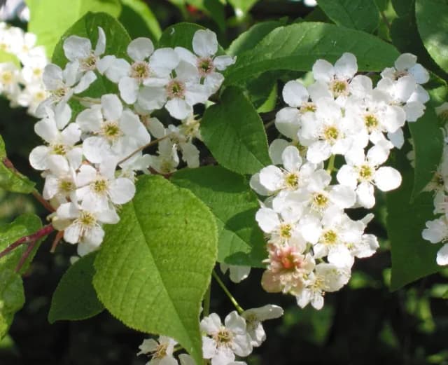 PRUNUS PADUS EXTRACT 대표 사진