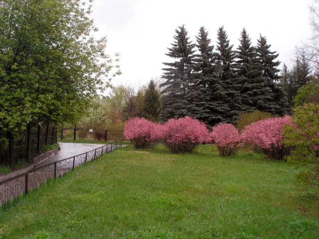 PRUNUS PEDUNCULATA SEED OIL 대표 사진