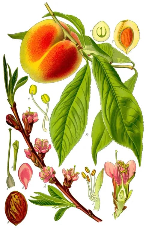 PRUNUS PERSICA CALLUS EXTRACT 대표 사진