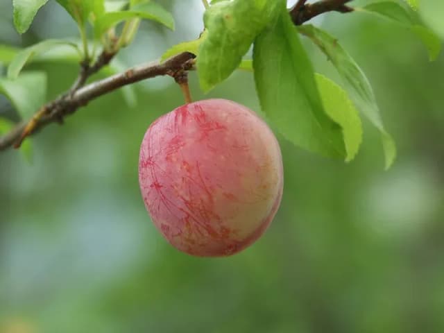 PRUNUS SALICINA FRUIT JUICE 대표 사진