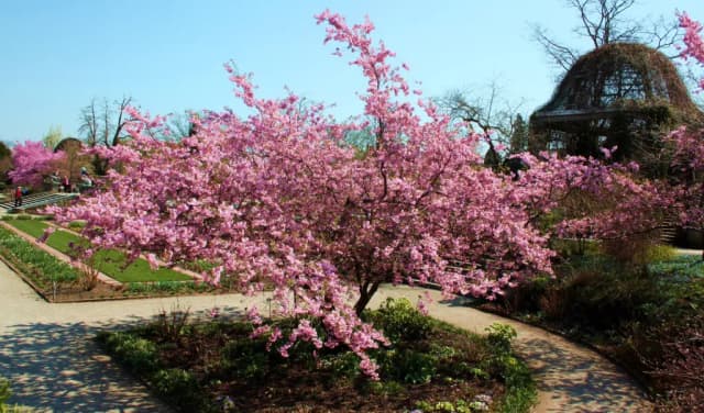 PRUNUS SARGENTII FRUIT EXTRACT 대표 사진
