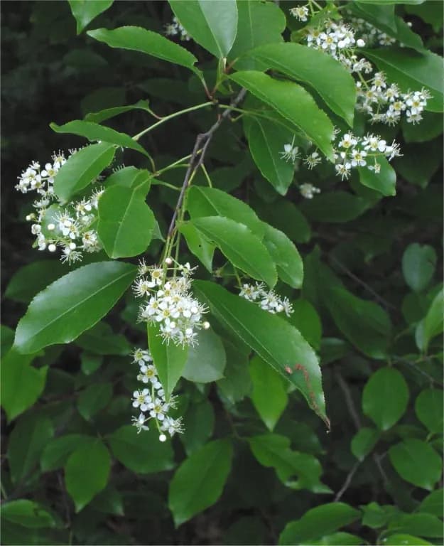PRUNUS SEROTINA BARK EXTRACT 대표 사진