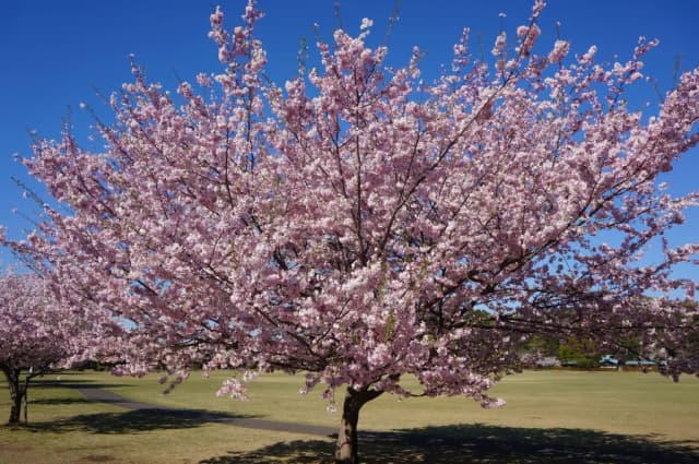 PRUNUS SUBHIRTELLA ASCENDENS LEAF EXTRACT 대표 사진